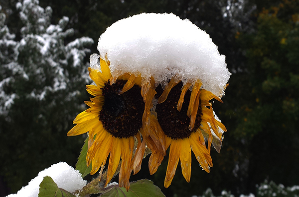 girasoli_neve_Nuova_Zelanda