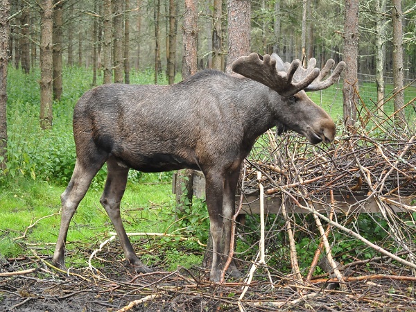 L'alce è uno dei simboli della Svezia; i turisti hanno la tradizione di rubare i cartelli che segnalano il pericolo del loro attraversamento.