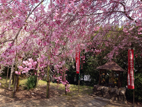 I viaggi floreali in Giappone sono esperienza della cultura locale: ammirare i ciliegi in fiore per i giapponesi si dice hanami.