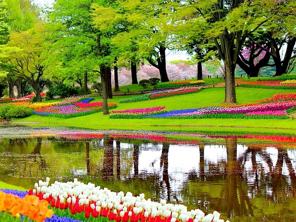 Infine: viaggi floreali in Olanda per ammirare le 800 specie di tulipani del parco Keukenhof.