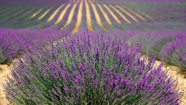 I viaggi floreali in Provenza fanno immergere in laghi di lavanda.