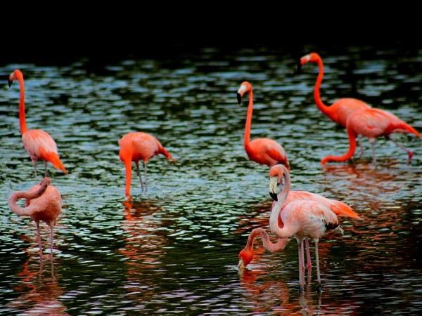 Cuba: i fenicotteri rosa di Cayo Coco