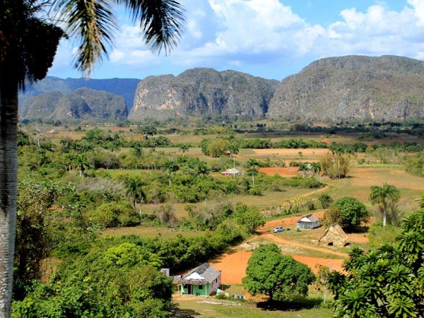 La regione occidentale di Cuba, la valle de Vinales, si caratterizza per il verde delle piantagioni di tabacco,