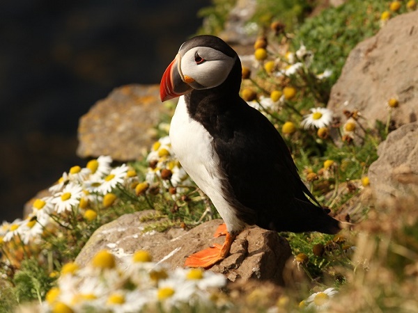 I puffin sono uno degli animali simbolo dell'Islanda, ma non vi soggiornano stabilmente.