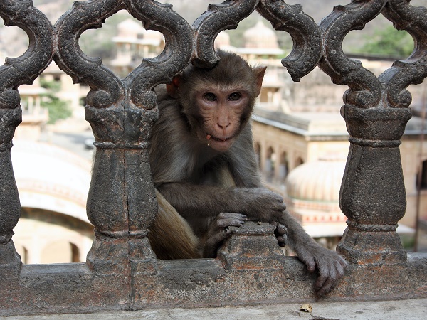 In India non esistono regole per fotografare le scimmie, fate solo attenzione perché sono animali selvatici.