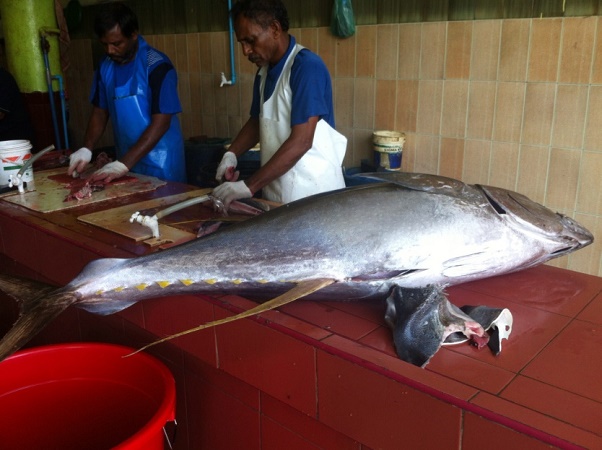 Pare che nessuno sappia quale sia il piatto tipico delle Maldive. Possiamo dire che il tonno è la base di molti piatti che si gustano in tutto l'arco della giornata.