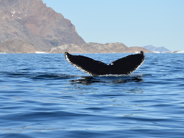 La coda di una megattera avvistata sulla costa della Groenlandia orientale