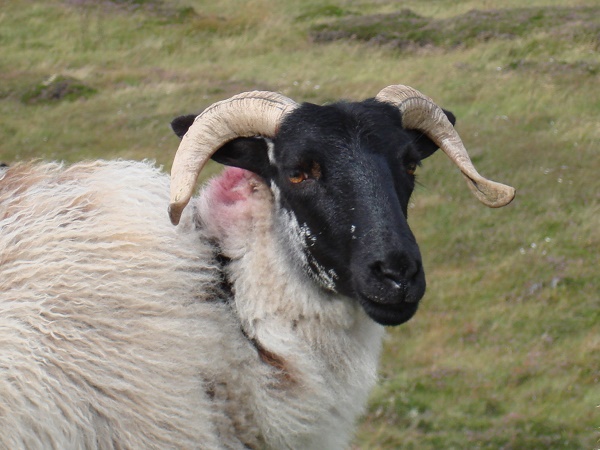 Non esiste distesa verde in Irlanda che non sia punteggiate di pecore dal pelo bianco, ma con il muso nero.