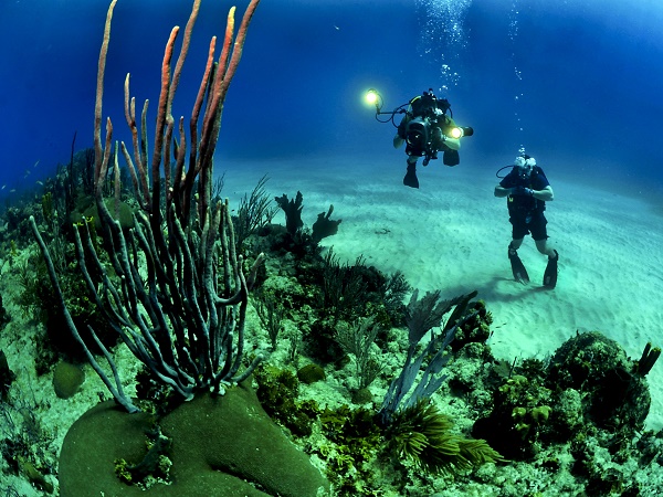 Chasing coral porta a scoprire il mondo “extraterrestre” che affascina gli appassionati di subacquea.