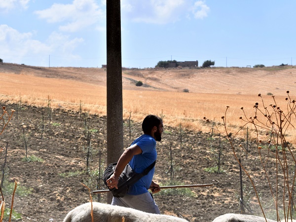 Sulla strada per Poggioreale, Qua e là qualche casolare, un pastore con il suo gregge a lato della strada.