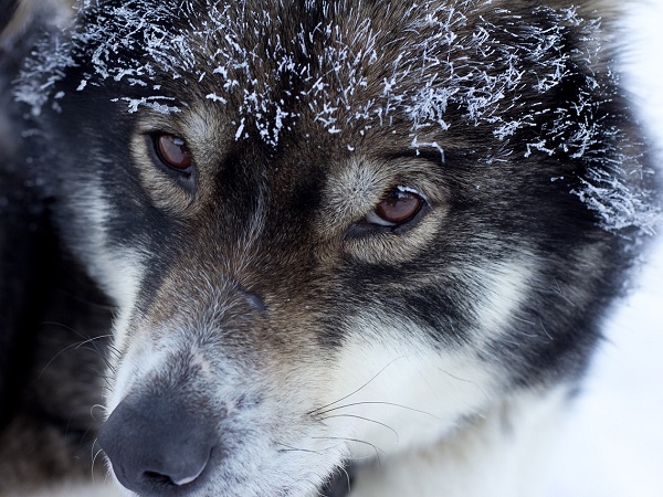 Terzo giorno: escursione in slitta trainata dai cani. 