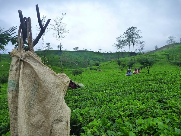 Un tempo lo Sri Lanka si chiamava Ceylon. Il nome rimane ancora a indicare un tè famoso in tutto il mondo, il tè Ceylon appunto.