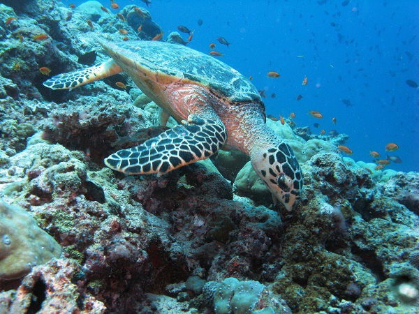 Al mattino si esce in mare per le immersioni… fatta eccezione per gli snorkelisti, che seguono le bolle dei subacquei!