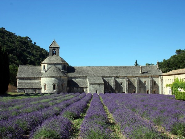 L'abbazia di Senanque è l'immagine più famosa della lavanda provenzale.