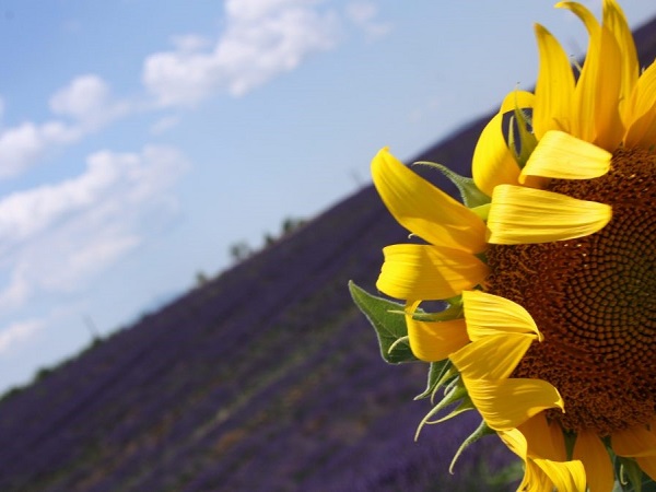 Come sopravvivere in Provenza durante il periodo della fioritura della lavanda tra distese di turisti cinesi? Testando innovative inquadrature fotografiche.