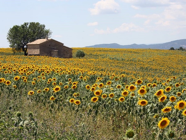 In cerca dei campi di lavanda, scoprirai che abbondano i campi di girasoli, meno inflazionati ma altrettanto belli.