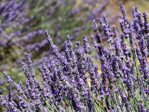 I campi di lavanda in Provenza, sconfinate distese viola.