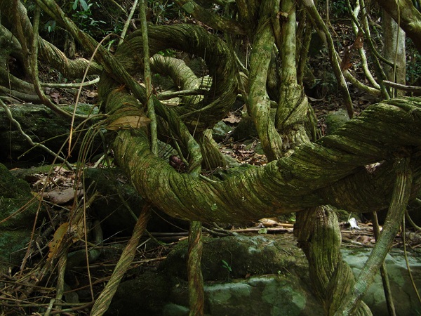 Nel Nord del Brasile predomina il cuore verde della Foresta Amazzonica.