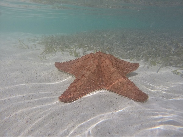 Una piscina naturale nel mezzo dell’oceano, acqua chiarissima circondata da mare blu intenso, nella quale è possibile ammirare stelle marine di ogni dimensione.