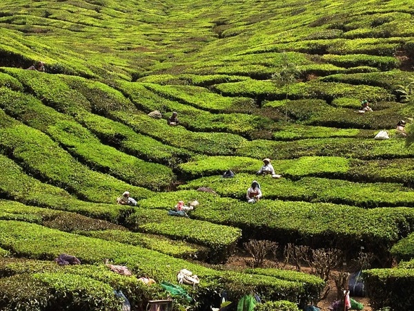 Il Kerala si trova nel Sud dell’India ed è una sorta di “isola” felice rispetto a gran parte del paese. Il paesaggio è meraviglioso. Si passa dalle ordinate piantagioni di tè, alle incredibili coltivazioni di spezie, alla lussureggiante giungla.