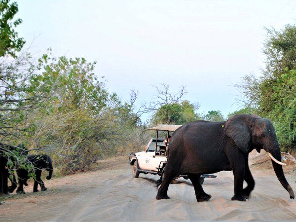 Safari in self drive o guidato da ranger? Non c’è una risposta migliore e ogni tipo di esperienza hai i suoi punti di forza.