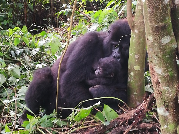 Se, però, cercate un un’esperienza unica, la meta per voi è l’Uganda. Questo è uno dei pochi paesi in cui è ancora possibile incontrare e osservare da vicino i gorilla di montagna.