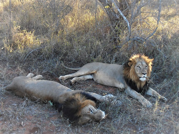 L'Africa in quanto a safari la fa da padrona in quanto gli spazi sconfinati della savana ospitano i grandi felini e l’animale terrestre più grande al mondo, l’elefante africano.