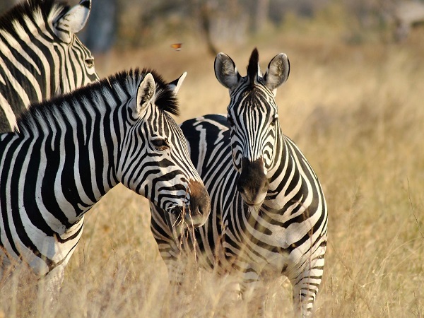 Sebbene l'esperienza del safari possa essere fatta in differenti luoghi del globo, è indubbio che l’Africa la faccia da padrona. 