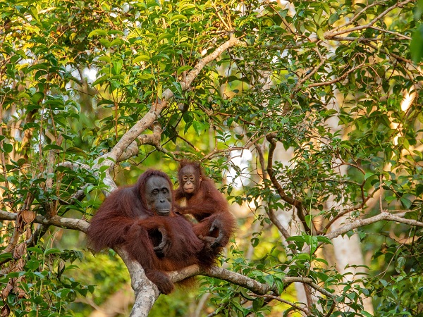 In cinque giorni in Borneo si passa dalla capitale del Sarawak, con i suoi mercati all'aperto, i templi cinesi e le moschee, al centro di conservazione degli orangutan.