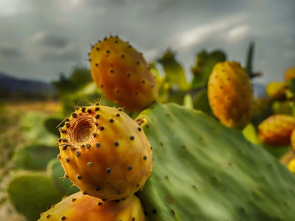 Alcuni luoghi di Favignana richiamano zone aride messicane con la loro terra rossa, le strade non asfaltate, le radure circondate da grandi cactus. Poi in lontananza compare un personaggio con coppola in testa e la fantasia immediatamente svanisce.