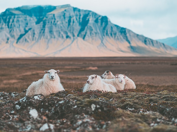 Ci sono più pecore che esseri umani in Islanda, e la differenza è di più di 100.000 unità. Quindi, anche se sono meno fotogeniche dei cavalli, bisogna dare loro spazio adeguato.