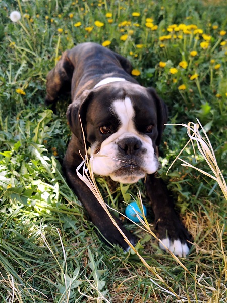 Immerso nella tipica (e incolta) flora in piena fioritura (si tratta di Taraxacum officinale), scorgiamo un Canis lupus familiaris con gli artigli affilati e lo sguardo feroce, intento a proteggere la preda appena catturata.