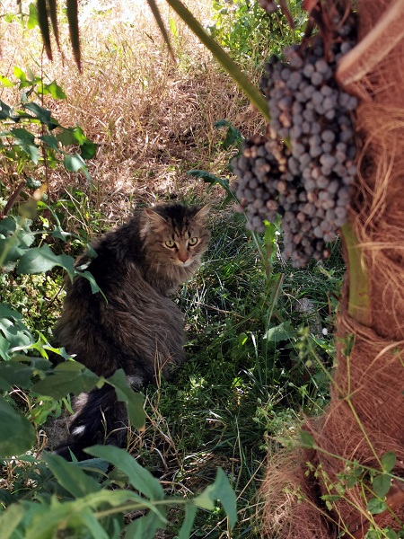 Nascosto tra palme dai frutti velenosi e pronto ad attaccare, avvistiamo un raro esemplare a pelo lungo di Felis catus.