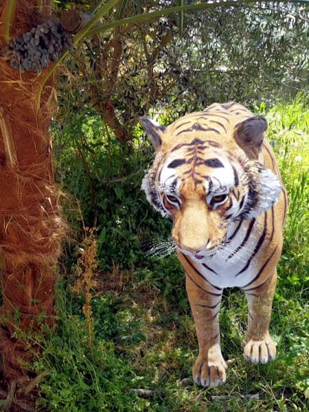 Tra una palma e un ulivo si nasconde un’enorme tigre (Panthera tigris). Ma a differenza dei due animali precedenti, questa non ci spaventa, perché è innocua, ce ne rendiamo subito conto.