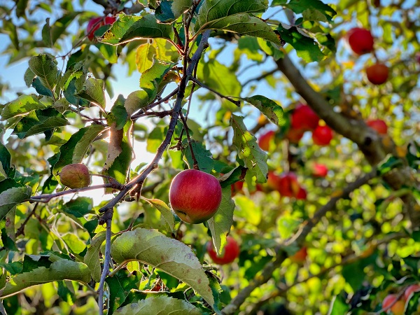 La famosa mela al giorno in Trentino Alto Adige si può sostituire con lo strudel e la scelta salutare assume tutto un altro stile.