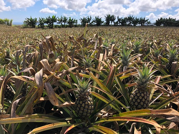 A Mauritius le strade sono poche, con tempi di percorrenza “importanti”, ma l’auto a noleggio è il mezzo migliore per scoprire l’isola con spirito avventuroso. Durante qualsiasi tragitto avrete la compagnia di distese di canne da zucchero e piantagioni di deliziosi ananas nani.