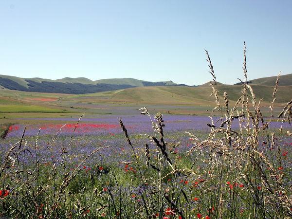 La Provenza è famosa per la magnifica fioritura della lavanda, ma abbiamo anche in Italia una fioritura spettacolare, quella delle lenticchie, a Castelluccio di Norcia, nel parco dei Monti Sibillini.