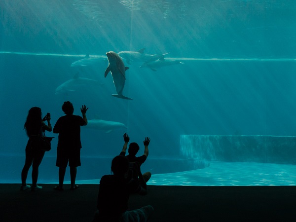 Dedicheremo la mattinata a un tour guidato di Genova, concentrandoci sul centro storico e il centro città. Dopo il pranzo in libertà, ci sposteremo insieme all'acquario.