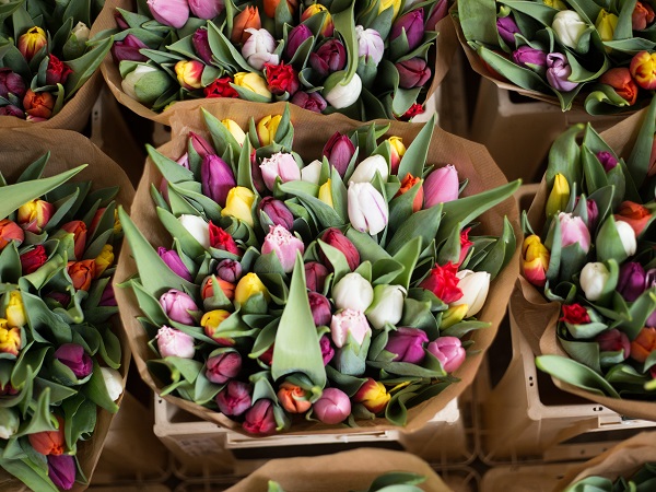 Il Museo dei tulipani di Amsterdam svela la scoperta del fiore da parte dei mercanti ottomani nelle steppe himalayane