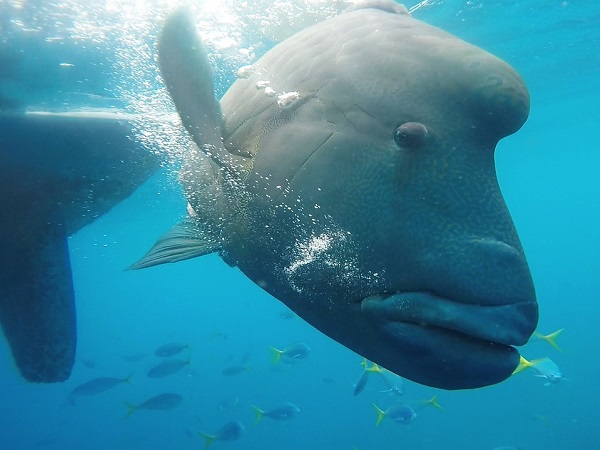 In Australia, questa volta nel Queensland, nell’oceano al largo di Cairns.