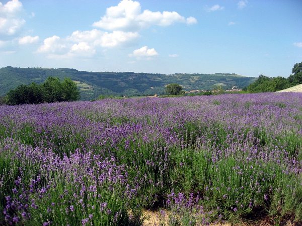 Quando si pensa alla lavanda in fiore, inevitabilmente la mente corre in Provenza. Ma forse non sai che abbiamo una fioritura spettacolare anche in Italia, in Piemonte per la precisione!