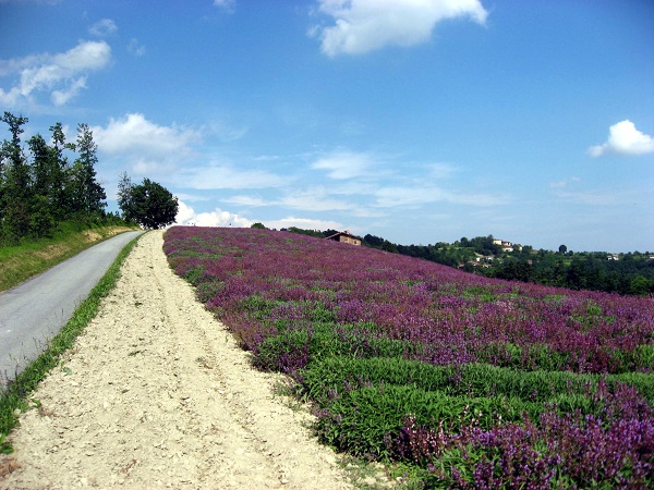 In un periodo ogni anno leggermente diverso a cavallo tra giugno e agosto Sale San Giovanni si trasforma nella “piccola Provenza del Piemonte”.