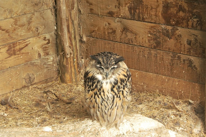 Nel Parc Animalier Introd si incontrano ricci, marmotte, caprioli, gufi, civette, volpi, cinghiali, cervi, lepri, scoiattoli, camosci...