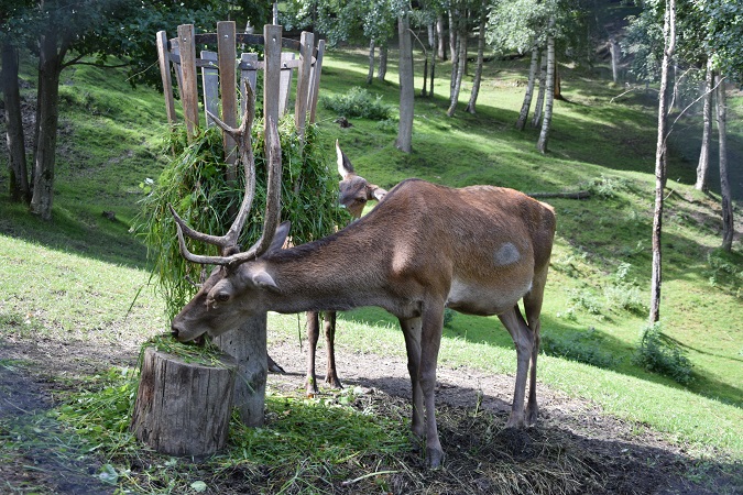 Il Parc Animalier Introd è un percorso pensato per i bambini ma che piace anche agli adulti.