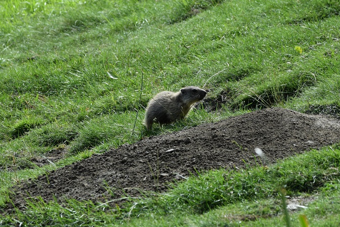 La regola del silenzio del Parc Animalier Introd è seguita da tutti perché gli animali, anche se abituati alla presenza umana, mantengono il loro animo diffidente.