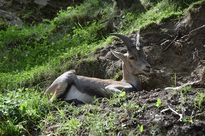 Il Parc Animalier Introd, l'unico parco faunistico della Valle d'Aosta, offre l'occasione per una passeggiata di un'ora o due al massimo con garanzia di avvistamento della fauna alpina.