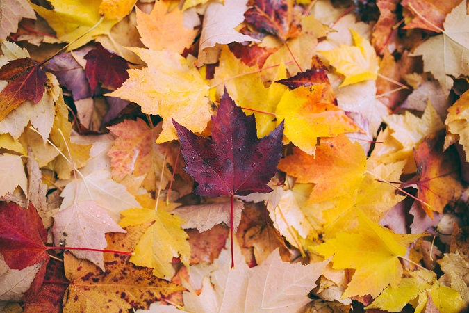 L'autunno cambia il volto dei luoghi e, dove abbonda la vegetazione, regala forme e volumi grazie alla magia dei colori caldi: è questo il fascino del foliage autunnale.