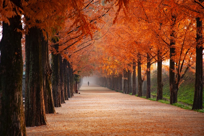 Dalla Valle d'Aosta alla Puglia, ogni Regione italiana ha il suo polmone verde che fa la sua muta autunnale, il foliage.