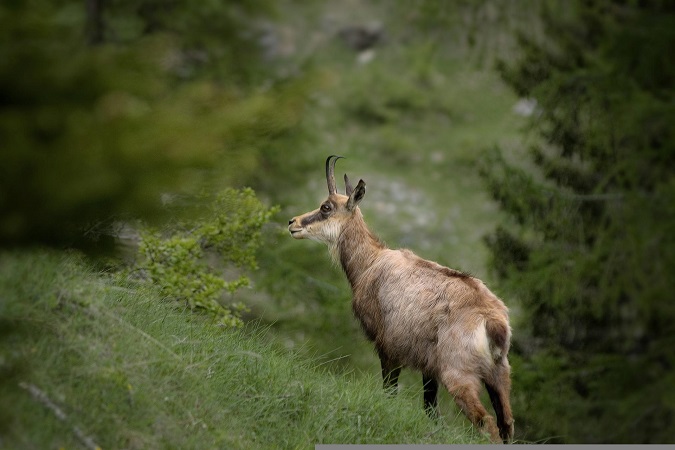 Nel Parco naturale Mont Avic è possibile avvistare i camosci.