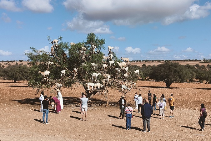 Gli alberi di capre si incontrano sulla strada che collega Essaouira a Marrakech